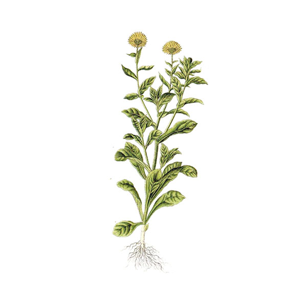 Calendula