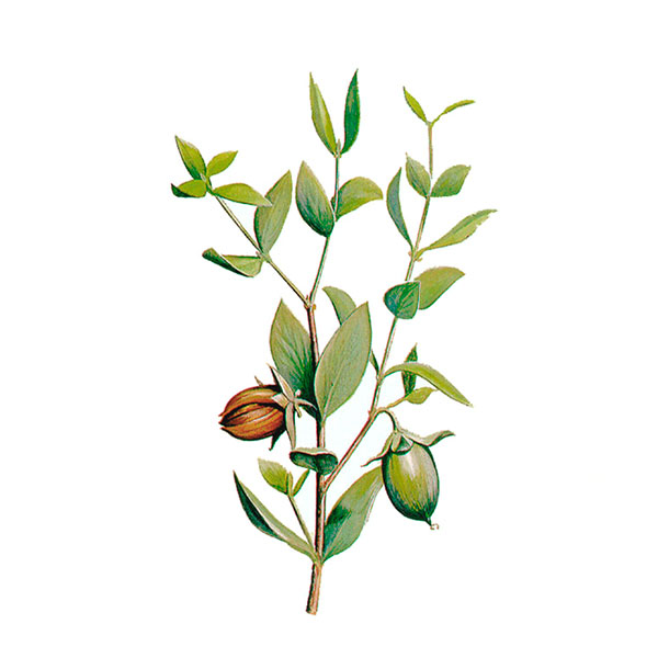 Jojoba