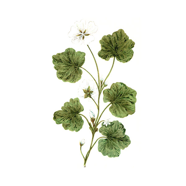 Malva