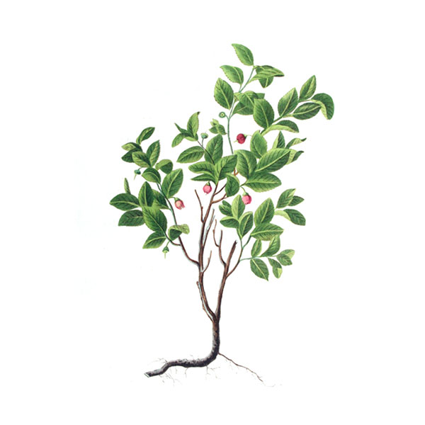 Mirtillo