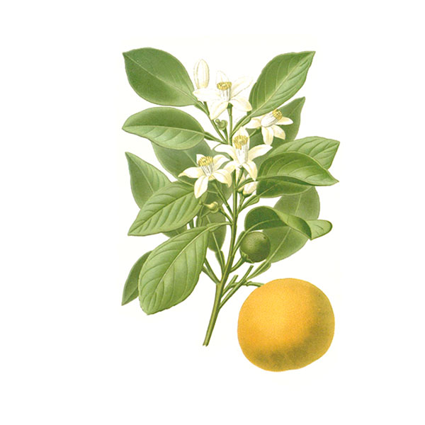 Pompelmo