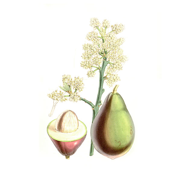 avocado